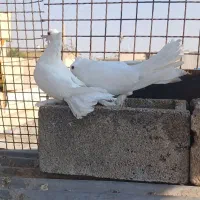 جفت دم چتری|پرنده|شیراز, شیخ علی چوپان|دیوار