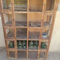 جفت کنی و جاآبی کبوتر|لوازم جانبی حیوانات|پاکدشت, پاکدشت (مامازند)|دیوار