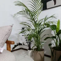 گل اریکا