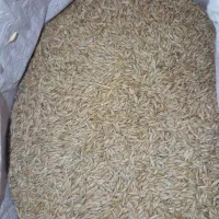 جو بذری بوجاری شده