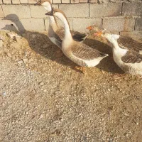 قوغاز|حیوانات مزرعه|گنبد کاووس, |دیوار