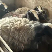 قوچ شال جنس|حیوانات مزرعه|بوئین زهرا, |دیوار