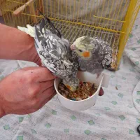 عروس هلندی|پرنده|سیمین شهر, |دیوار