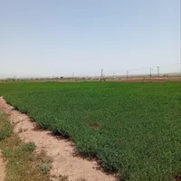 فروش زمین کشاورزی زراعی آب چاه تربت حیدریه|فروش دفتر صنعتی، کشاورزی، تجاری|مشهد, کوی ولیعصر|دیوار