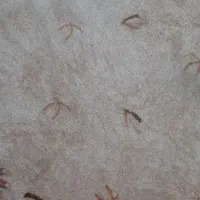 موکت