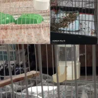 طوطی ملنگو عروس هلندی ویک جفت کوتوله