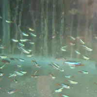 تترا نئون ابی