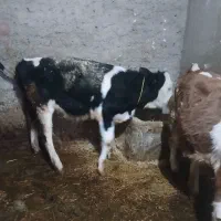 گاو|حیوانات مزرعه|بروجرد, |دیوار