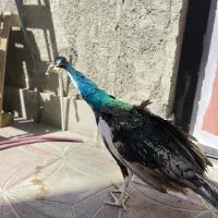 مرغ خروس لاری طوسی جفت طاوس|حیوانات مزرعه|بیرجند, |دیوار