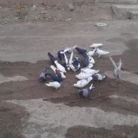 کبوتر پرشی فروشی