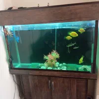 آکواریوم به همراه ماهی