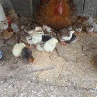 جوجه سیساگ مرغ شاخدار مادر فروشی نیستت