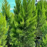 درختچه زینتی کاج لاوسون شمشاد انواع گل باغچه ای|گل و گیاه طبیعی|محمودآباد, |دیوار