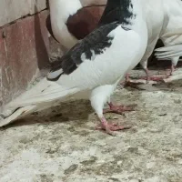 کفتر|پرنده|چناران, |دیوار