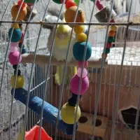 عروس هلندی|پرنده|برازجان, |دیوار