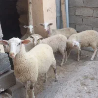 بره نر و ماده نژاد خارجی چند قلوزا و شیری لاروف|حیوانات مزرعه|کاشان, راوند|دیوار