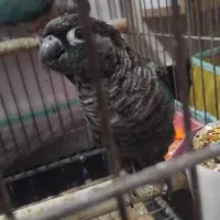 گرینچیک تراکوییس