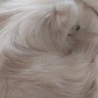 واگزاری سگ پامر خرسی