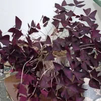 گل پروانه ایی