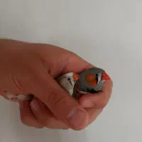 فنچ