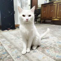 گربه اسکاتیش سفید ماده همراه بچه