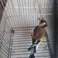 سهره 2500|پرنده|شیراز, بریجستون|دیوار