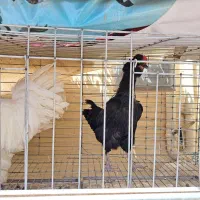 خروس و مرغ تخم گذار