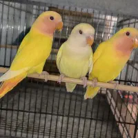 طوطی کوتوله برزیلی اوپال صورت هلویی وایت فیس