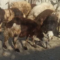 فروش بره میش قوچ پلنگی|حیوانات مزرعه|بروجرد, |دیوار