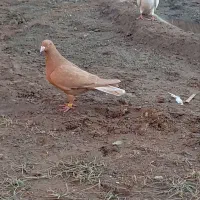 کبوترسار|پرنده|جوین, |دیوار