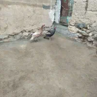 فروش دو عدد بوقلمون محلی