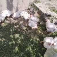 جوجه گوشتی