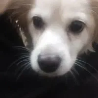 سگ شیتزو|سگ|نورآباد ممسنی, |دیوار