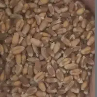 بذر گندم ال جی ۵