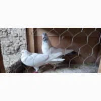 کلدمسبز|پرنده|رباطکریم, رباطکریم|دیوار