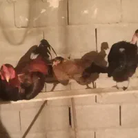 مرغ محلی تخمگذار