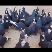 مینا سخنگو.فوری