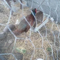 فروش یک جفت مرغ و خروس امریکایی