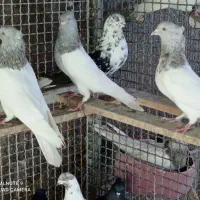 سلام سه تانرکله الماسی