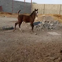 کره نریون کرد|اسب و تجهیزات اسب‌سواری|کاشمر, |دیوار