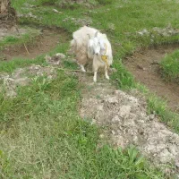 گوسفند بز وکهره