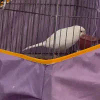 قناری سفید بخون