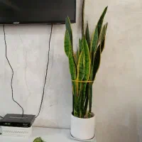 گل آپارتمانی زیبا