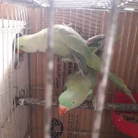 شاه طوطی|پرنده|مشهد, دانشجو|دیوار