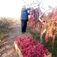 زرشک تازه قاینات شرعی رسید|خوردنی و آشامیدنی|مشهد, شهرک ابوذر|دیوار