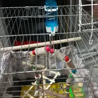 قفس پرنده|لوازم جانبی حیوانات|گرمسار, |دیوار