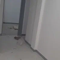 استاهمه کار تعمیرات جزی بنای|خدمات پیشه و مهارت|بوشهر, |دیوار