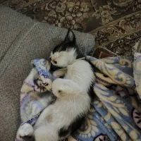 واگذاری دو عدد گربه|گربه|کیش, |دیوار