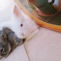 بچه خرگوش لوپ و مینیاتوری اصیل|موش و خرگوش|طبس, |دیوار