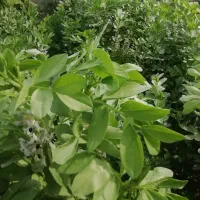 زمین-کشاورزی-مخصوص-گلخانه